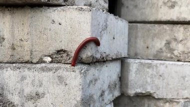 Kahverengi bir kırkayak ya da Trigoniulus Corallinus ya da paslı kırkayak, kaldırım taşları ya da beton bloklar üzerinde