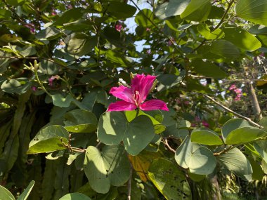 Bauhinia purpurea çiçeği. Ayrıca orkide ağacı, mor bauhinia, deve ayağı, kelebek ağacı ve Hawaii orkidesi de denir.