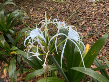 Hymenocallis 'in beyaz çiçeği ya da nilüfer çiçeğinin bahçede açması.