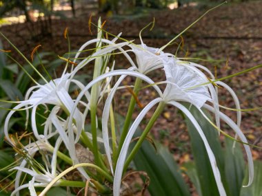 Hymenocallis 'in beyaz çiçeği ya da nilüfer çiçeğinin bahçede açması.