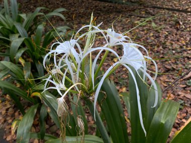 Hymenocallis 'in beyaz çiçeği ya da nilüfer çiçeğinin bahçede açması.