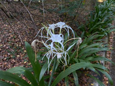 Hymenocallis 'in beyaz çiçeği ya da nilüfer çiçeğinin bahçede açması.