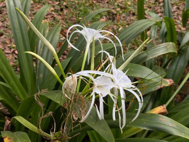 Hymenocallis 'in beyaz çiçeği ya da nilüfer çiçeğinin bahçede açması.