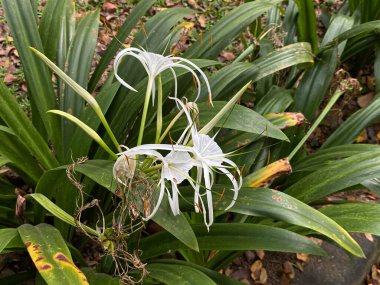 Hymenocallis 'in beyaz çiçeği ya da nilüfer çiçeğinin bahçede açması.