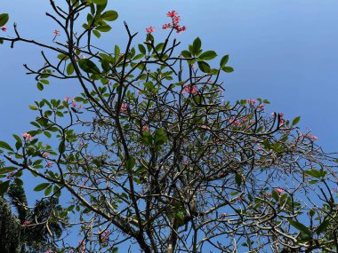 Pembe frangipani çiçeği ağacı, açık mavi gökyüzü arkaplanı, aşağıdan görünüm