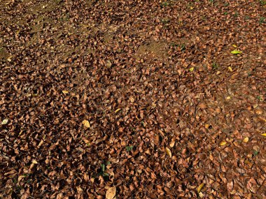 Zemini kaplayan kahverengi yaprakların arkaplanı