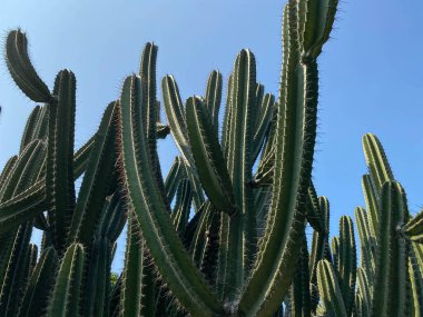 Cereus repandus, kaktüs ağacı, açık mavi gökyüzü arkaplanı