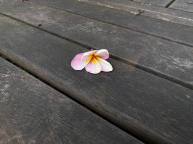 Ahşap tahtanın üzerinde beyaz pembe frangipani çiçeği