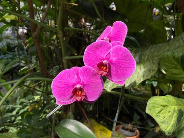 Mor orkide, bahçede çiçek açıyor.