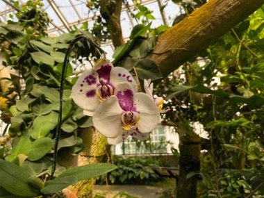 Beyaz mor orkide, bahçede çiçek açıyor.