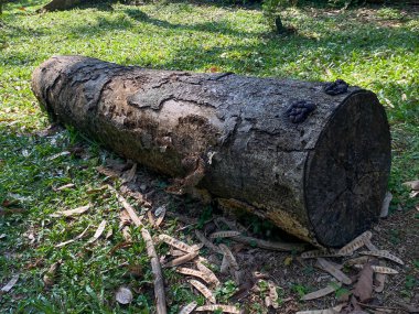 Çimlerin üstündeki ağaç gövdesi.