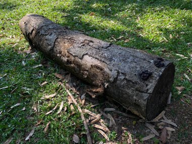 Çimlerin üstündeki ağaç gövdesi.