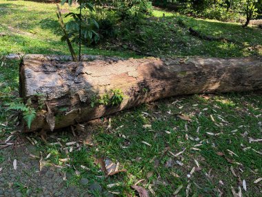 Çimlerin üstündeki ağaç gövdesi.