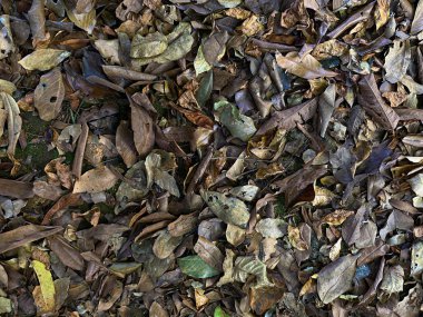 Toprak, taş ve kuru yaprakların arka planı