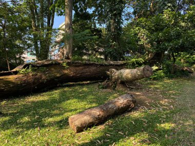 Çimlerin üstündeki ağaç gövdesi.