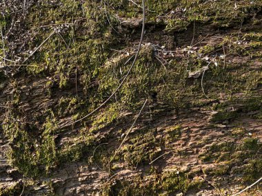 Ağaç gövdesinin yüzeyindeki yeşil yosun dokusunu kapat