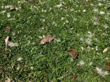 Dağınık yaprakları olan yeşil çimenler, üst manzara.