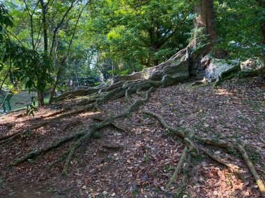 Orman zemininde ağaç kökü, dağınık kuru yapraklar ve yosunlar. Koompassia Excelsa ağacı. Büyük kök.