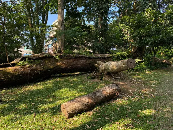 Çimlerin üstündeki ağaç gövdesi.
