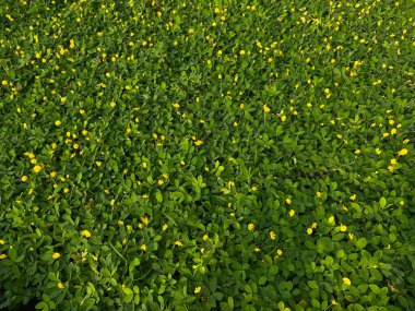 Arachis pintoi, yeşil ve sarı, tamamen kapalı bir arkaplan bırakıyor