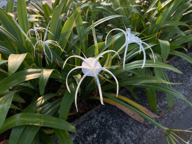 Hymenocallis 'in beyaz çiçeği ya da sahil örümceği zambağı, yol kenarı çiçeği.