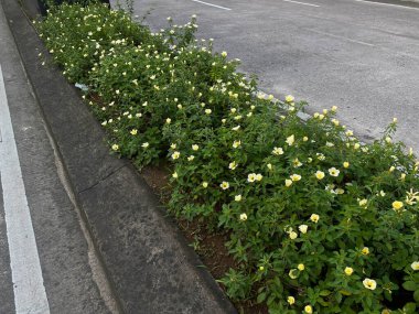 Turnera subulata çiçeği ya da beyaz düğün çiçeği ya da sarı alder, yol ayırıcısında.