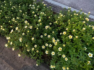 Turnera subulata çiçeği ya da beyaz düğün çiçeği ya da sarı alder, yol ayırıcısında.