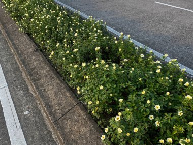 Turnera subulata çiçeği ya da beyaz düğün çiçeği ya da sarı alder, yol ayırıcısında.