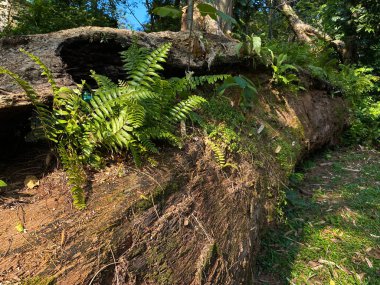 Yosun ve eğreltiotu ile kaplı, yeşil çimlerin üzerinde yaşlı ağaç gövdesi