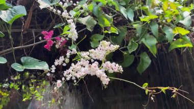 Antigonon leptopus 'un beyaz çiçeklerinin etrafında uçuşan arılar ya da bahçedeki Meksikalı sürüngenler. Tozlaşma süreci