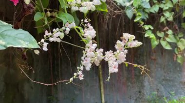 Antigonon leptopus 'un beyaz çiçeklerinin etrafında uçuşan arılar ya da bahçedeki Meksikalı sürüngenler. Tozlaşma süreci