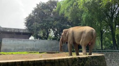 Hayvanat bahçesinde küçük sebzeler yiyen Asya fili kuyruğunu sallayan, arka manzara
