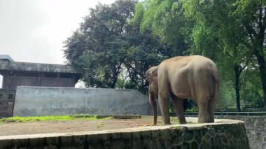 Hayvanat bahçesinde küçük sebzeler yiyen Asya fili kuyruğunu sallayan, arka manzara