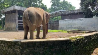 Hayvanat bahçesinde küçük sebzeler yiyen Asya fili kuyruğunu sallayan, arka manzara