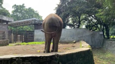Hayvanat bahçesinde küçük sebzeler yiyen Asya fili kuyruğunu sallayan, arka manzara