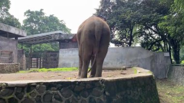 Hayvanat bahçesinde küçük sebzeler yiyen Asya fili kuyruğunu sallayan, arka manzara