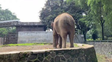 Hayvanat bahçesinde küçük sebzeler yiyen Asya fili kuyruğunu sallayan, arka manzara