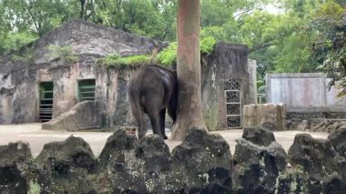 Hayvanat bahçesinde küçük sebzeler yiyen Asya fili kuyruğunu sallayan, arka manzara