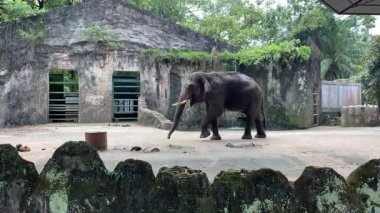Hayvanat bahçesinde yürüyen Asya fili, yan manzara
