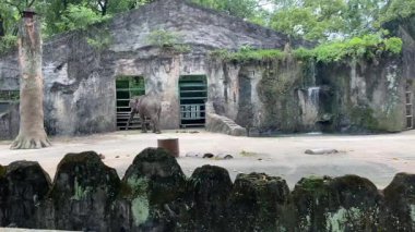 Hayvanat bahçesinde yürüyen Asya fili, yan manzara