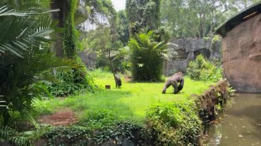 Hayvanat bahçesindeki yeşil çimlerde bir goril