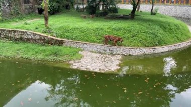 Bir Sumatra kaplanı ya da Panthera Tigris Sumatrae hayvanat bahçesinde yürüyor.