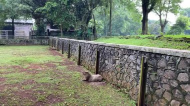 Hayvanat bahçesi arenasında sessizce oturan iki kapibara.