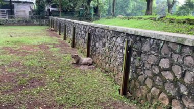 Hayvanat bahçesi arenasında sessizce oturan iki kapibara.