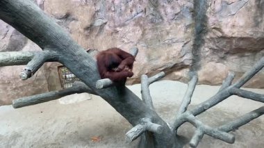Hayvanat bahçesinde ağaç dalında uyuyan bir orangutan.