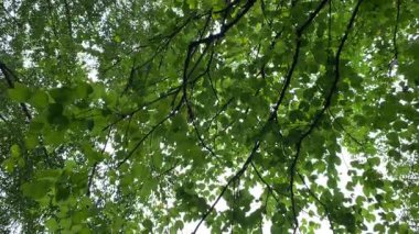 Ağacın altındaki manzara. Rüzgarda sallanan yeşil yapraklar