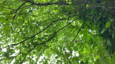Ağacın altındaki manzara. Rüzgarda sallanan yeşil yapraklar