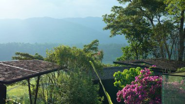 Yazın bahçede açan güzel pembe çiçekler.