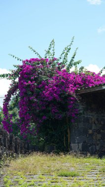 Yazın bahçede açan güzel pembe çiçekler.