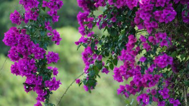 Mor çiçeklerin etrafında uçuşan birkaç kelebek yazın bahçede çiçek açıyor.